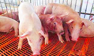 BỆNH HỌC SINH THÁI (ECPHATHOLOGY): GIẢI PHÁP TỔNG THỂ KIỂM SOÁT BỆNH DO PCV2 TRÊN ĐÀN HEO